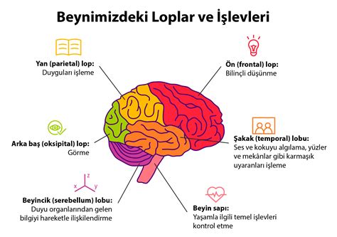 Subaplar ve İşlevleri